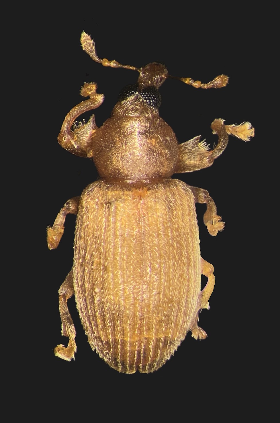 フィジー産　ゾウムシ　16mm フィジー産 ゾウムシ 16mm Curculionidae of Phillippines